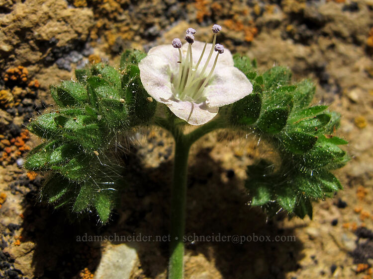 branched phacelia (Phacelia ramosissima) [Cocaine Gully, Smith Rock State Park, Deschutes County, Oregon]