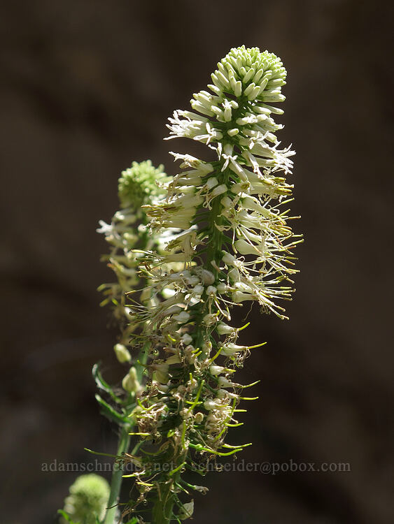 cut-leaf thelypody (Thelypodium laciniatum) [Aggro Gully, Smith Rock State Park, Deschutes County, Oregon]