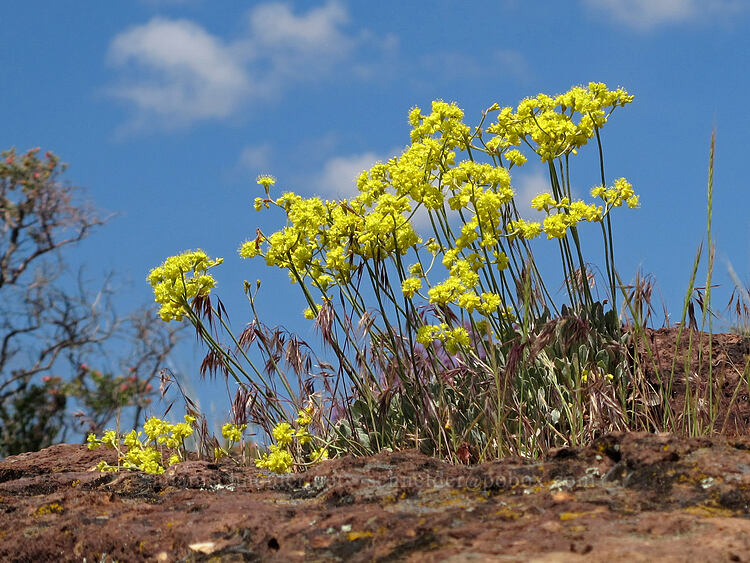 sulphur-flower buckwheat (Eriogonum umbellatum) [Misery Ridge, Smith Rock State Park, Deschutes County, Oregon]