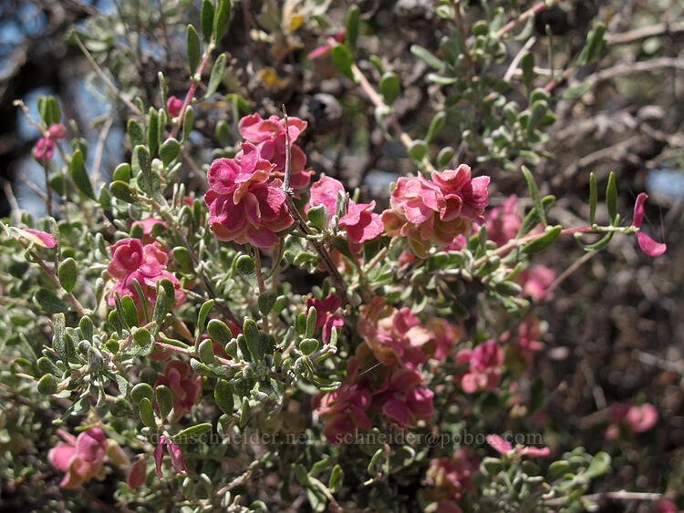 spiny hop-sage, female flowers (Grayia spinosa (Atriplex spinosa)) [Misery Ridge, Smith Rock State Park, Deschutes County, Oregon]