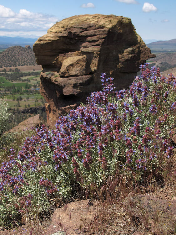 purple sage & Monkey Face (Salvia dorrii) [Misery Ridge, Smith Rock State Park, Deschutes County, Oregon]
