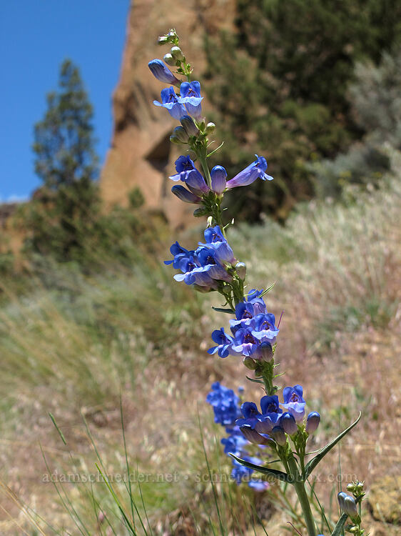 showy penstemon (Penstemon speciosus) [Mesa Verde Trail, Smith Rock State Park, Deschutes County, Oregon]