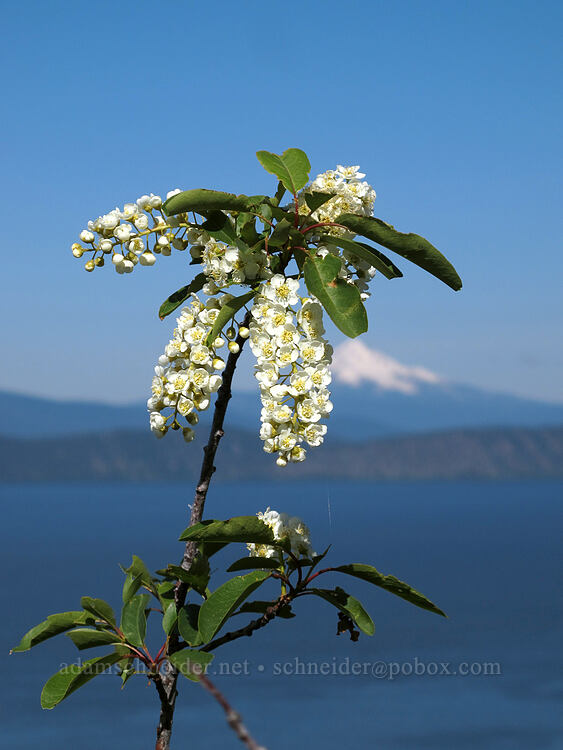 chokecherry flowers & Mt. McLoughlin (Prunus virginiana var. melanocarpa) [Modoc Rim, Fremont-Winema National Forest, Klamath County, Oregon]