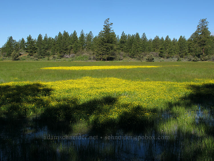 buttercups (Ranunculus occidentalis) [Dry Lakes Flat, Fremont-Winema National Forest, Klamath County, Oregon]