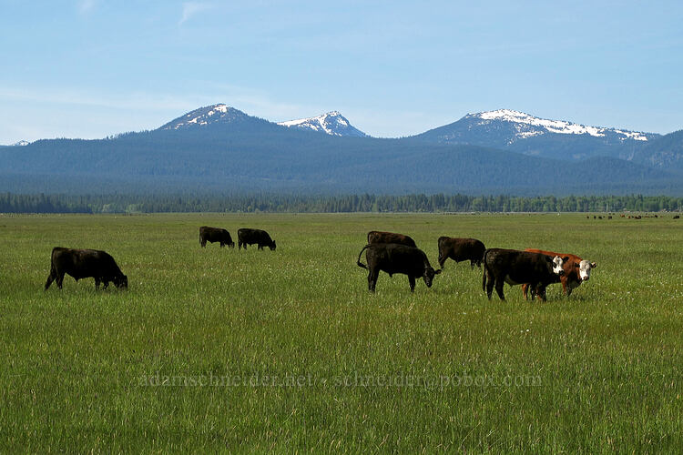 cows & mountains [Nicholson Road, Fort Klamath, Klamath County, Oregon]