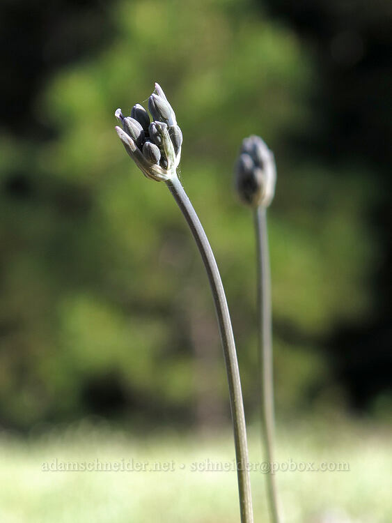 cluster-lily, budding (Triteleia sp.) [Crystal Springs DUA, Fremont-Winema National Forest, Klamath County, Oregon]