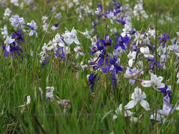 blue & white larkspur (Delphinium nuttallianum) [Crystal Springs DUA, Fremont-Winema National Forest, Klamath County, Oregon]