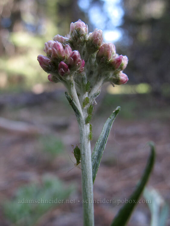 rosy pussy-toes (Antennaria rosea) [Crystal Springs DUA, Fremont-Winema National Forest, Klamath County, Oregon]
