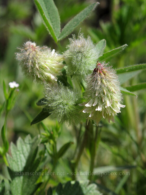 woolly-headed clover (Trifolium eriocephalum) [Long Prairie Creek, Klamath County, Oregon]