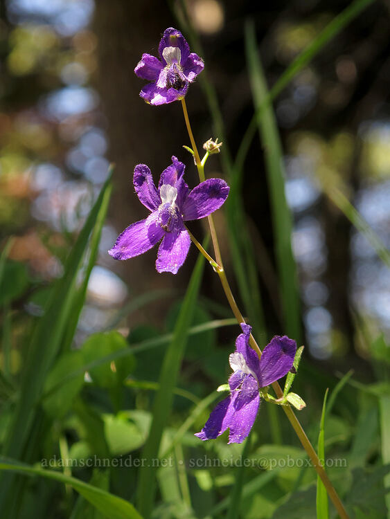 upland larkspur (Delphinium nuttallianum) [Pacific Crest Trail, Cascade-Siskiyou National Monument, Jackson County, Oregon]