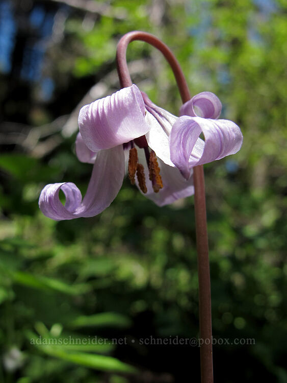Henderson's fawn lily (Erythronium hendersonii) [Pacific Crest Trail, Cascade-Siskiyou National Monument, Jackson County, Oregon]