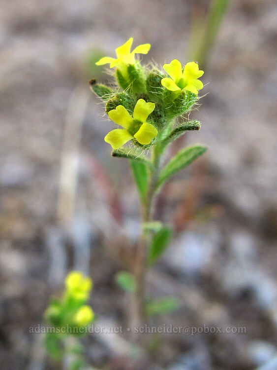 yellow alyssum (pale madwort) (Alyssum alyssoides) [Pacific Crest Trail, Cascade-Siskiyou National Monument, Jackson County, Oregon]