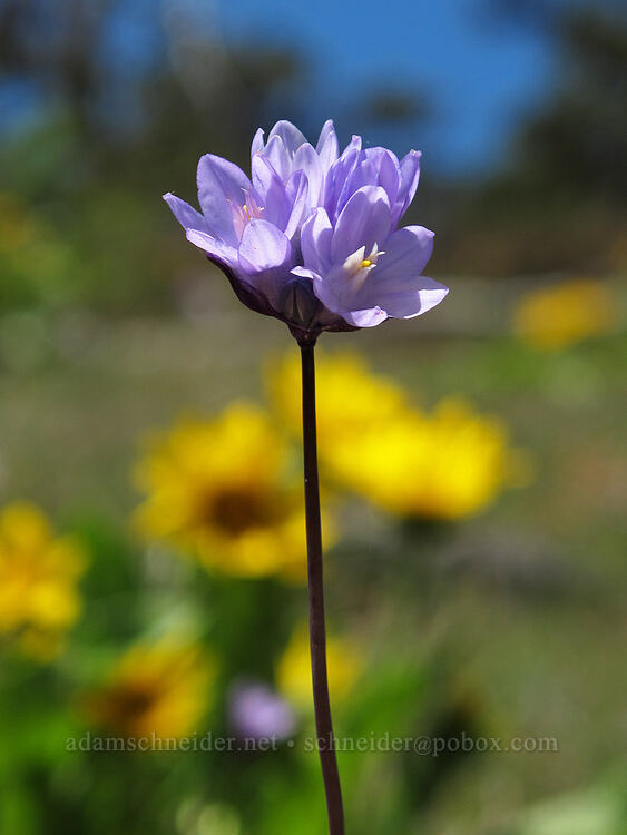 blue-dicks & balsamroot (Dichelostemma capitatum, Balsamorhiza deltoidea) [Hobart Bluff Trail, Cascade-Siskiyou National Monument, Jackson County, Oregon]