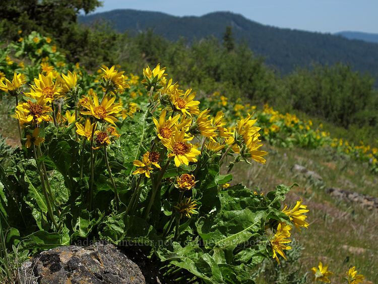 northwest balsamroot (Balsamorhiza deltoidea) [Hobart Bluff Trail, Cascade-Siskiyou National Monument, Jackson County, Oregon]