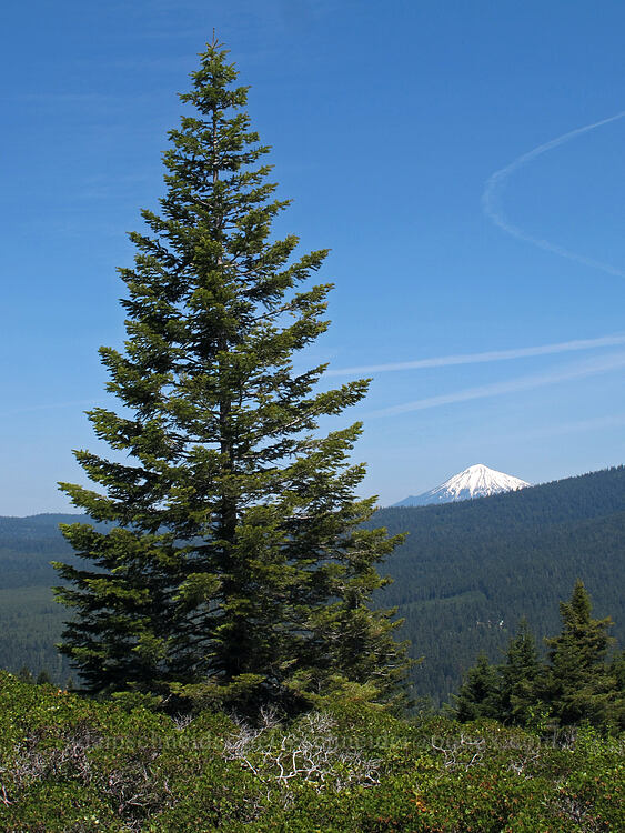 fir tree & Mt. McLoughlin [Hobart Bluff Trail, Cascade-Siskiyou National Monument, Jackson County, Oregon]