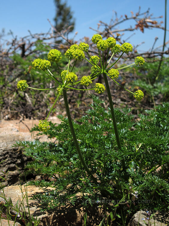 desert parsley (Lomatium sp.) [Hobart Bluff Trail, Cascade-Siskiyou National Monument, Jackson County, Oregon]