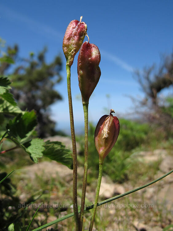 fawn lily seed pods (Erythronium sp.) [Hobart Bluff Trail, Cascade-Siskiyou National Monument, Jackson County, Oregon]