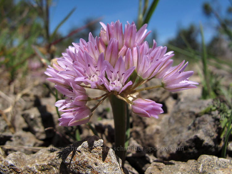 Siskiyou onion (Allium siskiyouense) [Hobart Bluff, Cascade-Siskiyou National Monument, Jackson County, Oregon]