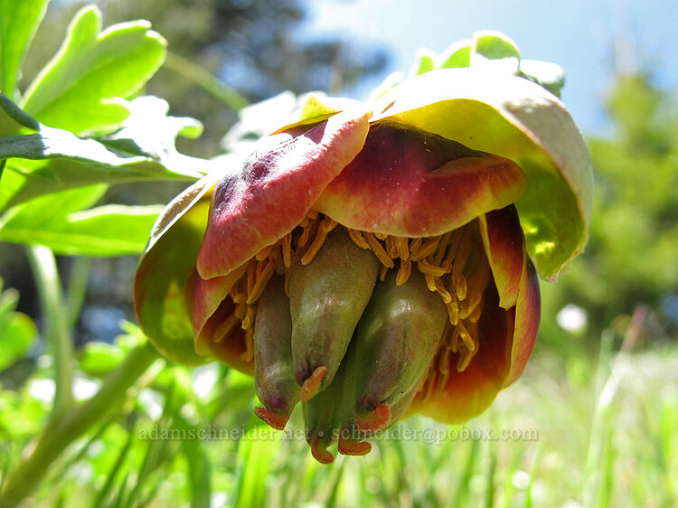 Brown's peony (Paeonia brownii) [Hobart Bluff, Cascade-Siskiyou National Monument, Jackson County, Oregon]