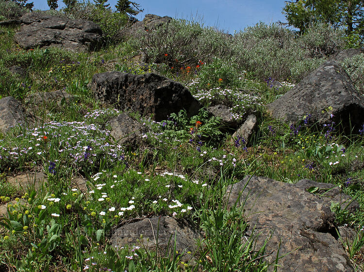 rock garden (Phlox hoodii, Delphinium nuttallianum, Castilleja pruinosa, Lomatium sp.) [Pacific Crest Trail, Soda Mountain Wilderness, Jackson County, Oregon]