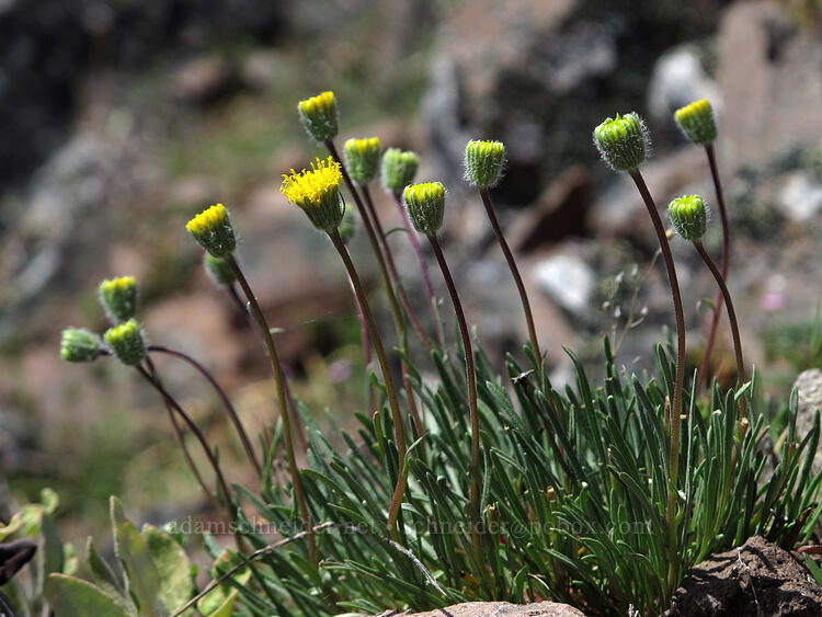 Waldo daisy/fleabane (Erigeron bloomeri var. nudatus) [west of the PCT, Soda Mountain Wilderness, Jackson County, Oregon]