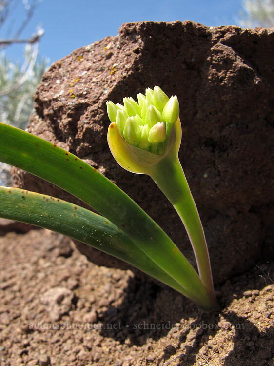 onion, budding (Allium sp.) [west of the PCT, Soda Mountain Wilderness, Jackson County, Oregon]