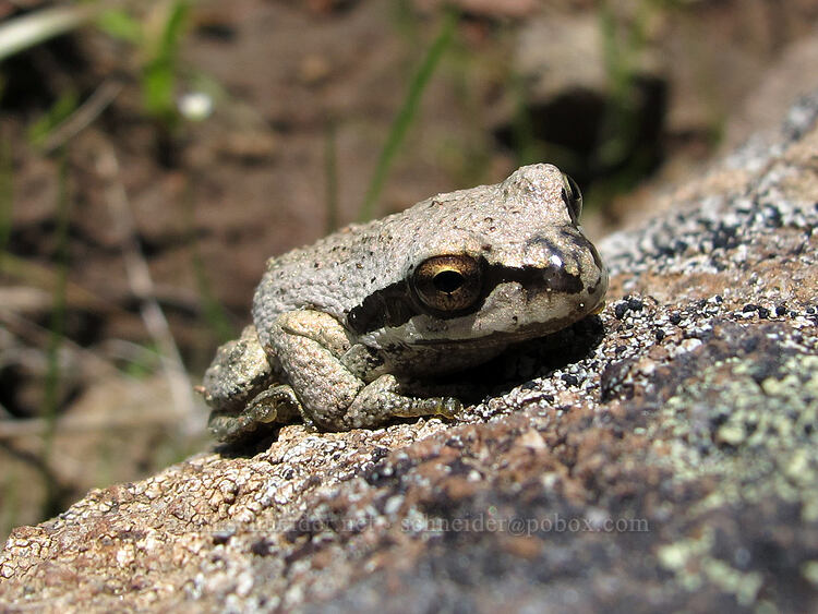 Pacific chorus frog (tree frog) (Pseudacris regilla) [west of the PCT, Soda Mountain Wilderness, Jackson County, Oregon]
