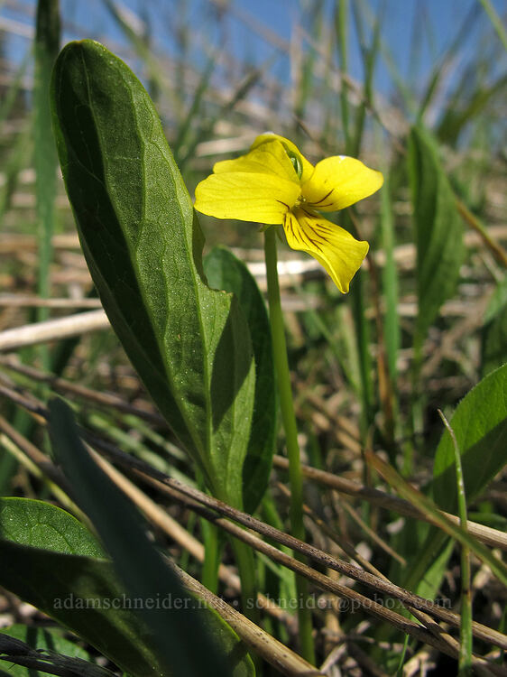 upland yellow violet (Viola praemorsa ssp. linguifolia (Viola nuttallii var. major)) [west of the PCT, Soda Mountain Wilderness, Jackson County, Oregon]