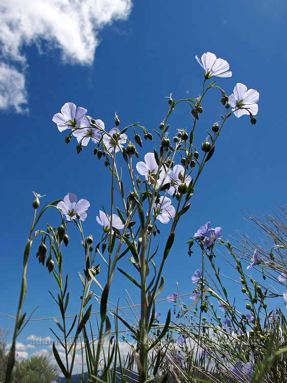 blue flax (Linum lewisii) [Modoc Rim, Fremont-Winema National Forest, Klamath County, Oregon]