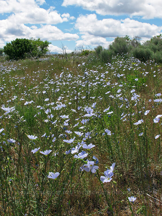 blue flax (Linum lewisii) [Modoc Rim, Fremont-Winema National Forest, Klamath County, Oregon]
