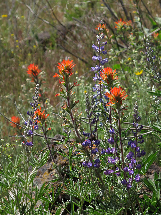paintbrush & lupine (Castilleja sp., Lupinus sp.) [Modoc Rim, Fremont-Winema National Forest, Klamath County, Oregon]