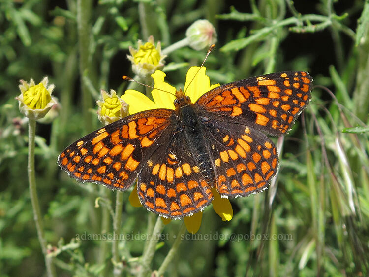 Hoffmann's checkerspot butterfly on Oregon sunshine (Chlosyne hoffmanni, Eriophyllum lanatum var. achilleoides) [Modoc Rim, Klamath County, Oregon]