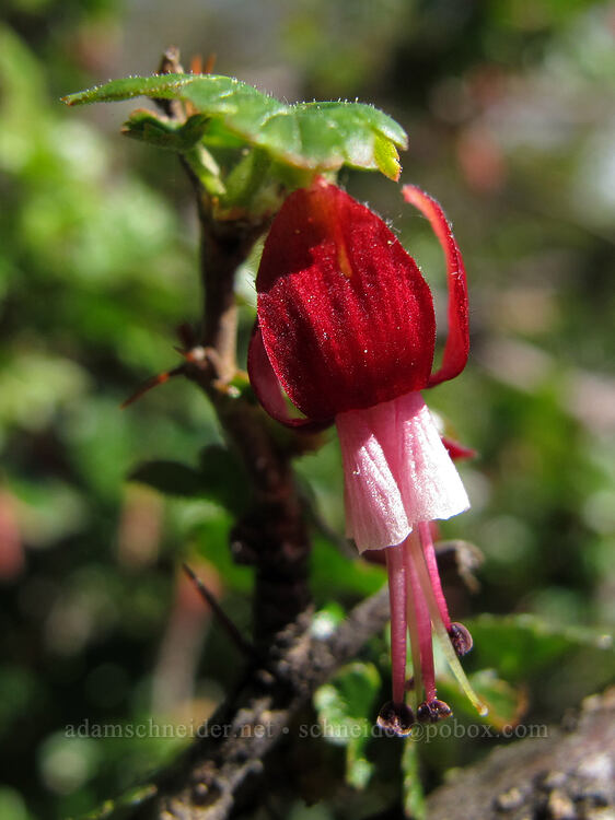 gummy gooseberry flower (Ribes lobbii (Grossularia lobbii)) [Odell Lake, Deschutes National Forest, Klamath County, Oregon]