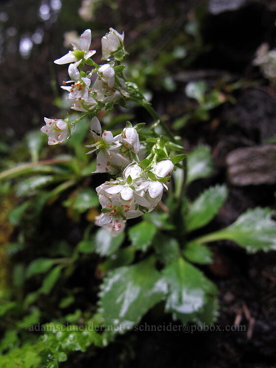 rusty-hair saxifrage, wet (Micranthes rufidula (Saxifraga rufidula)) [Salt Creek Falls, Willamette National Forest, Lane County, Oregon]