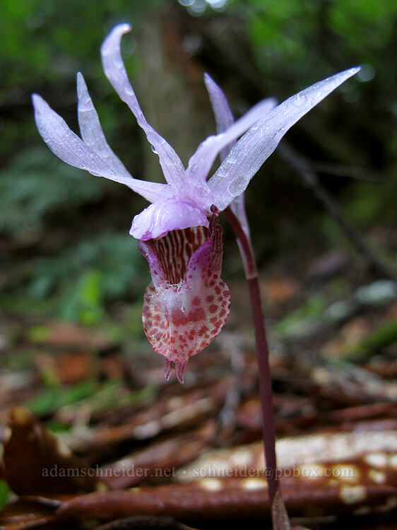 calypso orchid (Calypso bulbosa var. occidentalis) [Salt Creek Falls, Willamette National Forest, Lane County, Oregon]