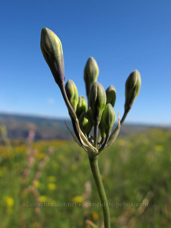 bi-colored cluster lily, budding (Triteleia grandiflora var. howellii (Brodiaea bicolor)) [Tom McCall Point Trail, Wasco County, Oregon]