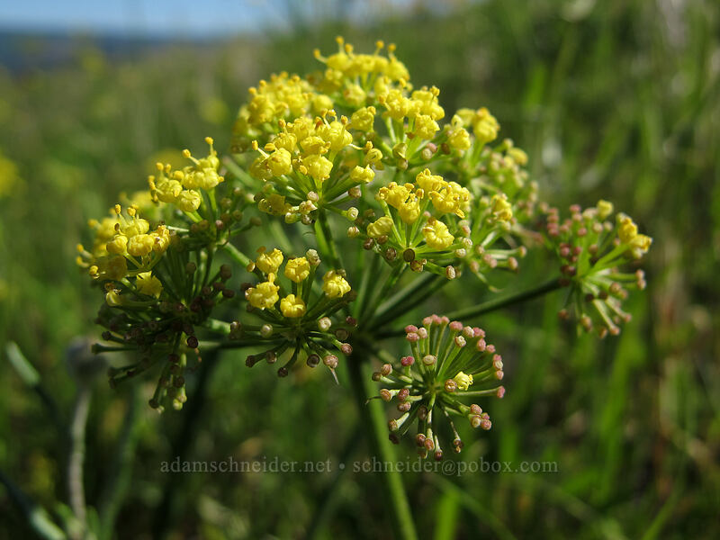nine-leaf desert parsley (Lomatium brevifolium (Lomatium triternatum var. brevifolium)) [Tom McCall Point Trail, Wasco County, Oregon]