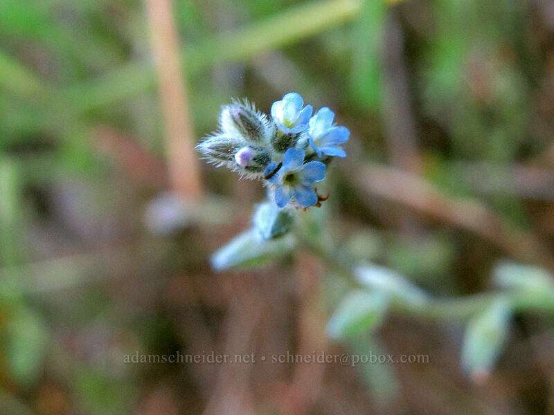 small-flowered forget-me-nots (Myosotis micrantha) [Tom McCall Point Trail, Wasco County, Oregon]