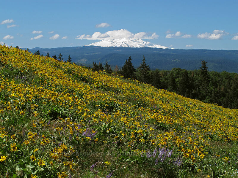 balsamroot, lupine, & Mt. Hood (Balsamorhiza sp., Lupinus sp.) [Tom McCall Point Trail, Wasco County, Oregon]