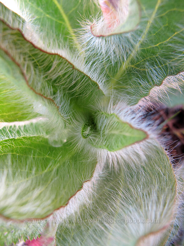 hairy hawkweed (hound's-tongue hawkweed) (Hieracium scouleri (Pilosella scouleri)) [Tom McCall Point Trail, Wasco County, Oregon]