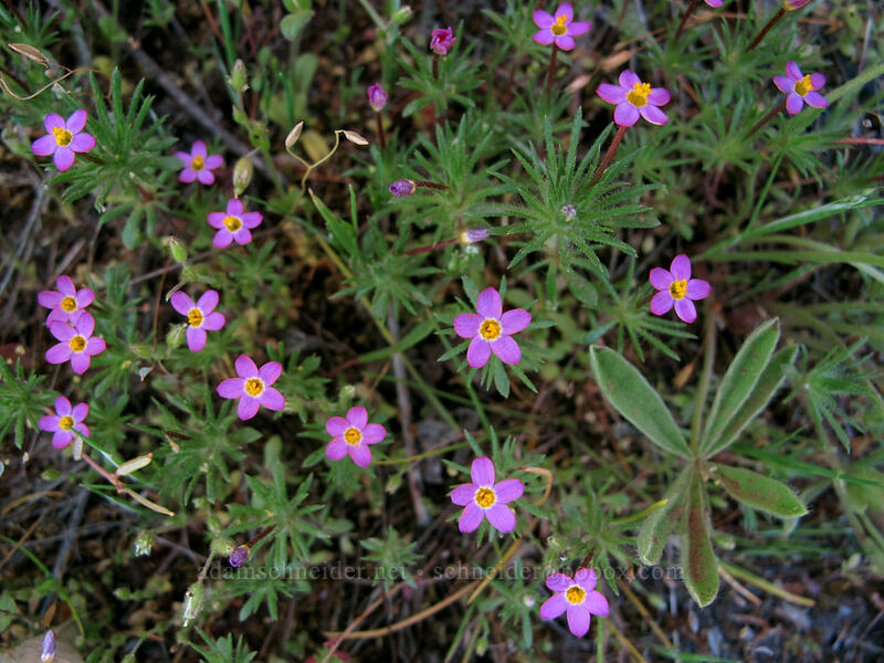 baby stars (Leptosiphon bicolor (Linanthus bicolor)) [Tom McCall Point Trail, Wasco County, Oregon]