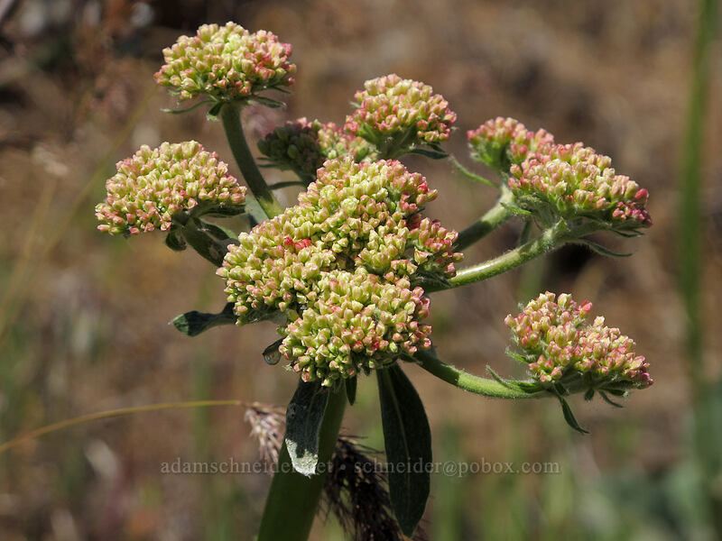 heart-leaf buckwheat, budding (Eriogonum compositum) [Tom McCall Point Trail, Wasco County, Oregon]