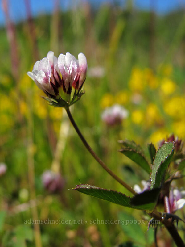 white-tip clover (sand clover) (Trifolium variegatum) [Rowena Plateau, Wasco County, Oregon]