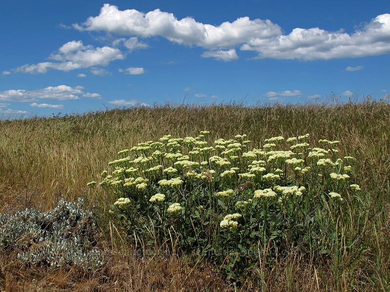 heart-leaf buckwheat (Eriogonum compositum) [Rowena Plateau, Wasco County, Oregon]