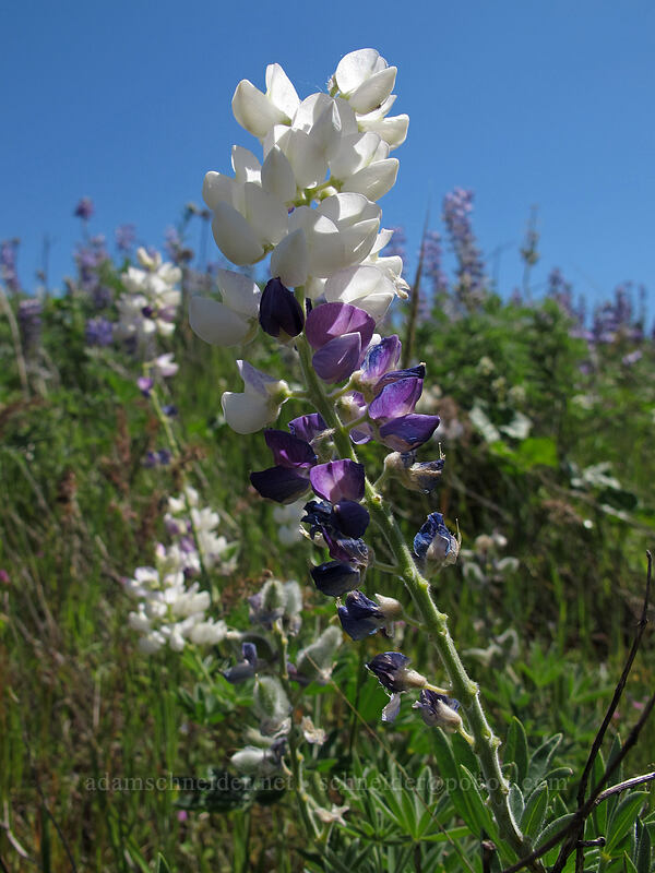 white-and-purple lupine (Lupinus sp.) [Rowena Plateau, Wasco County, Oregon]
