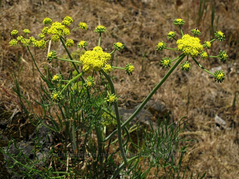 slender-fruited desert parsley (Lomatium leptocarpum) [Rowena Plateau, Wasco County, Oregon]