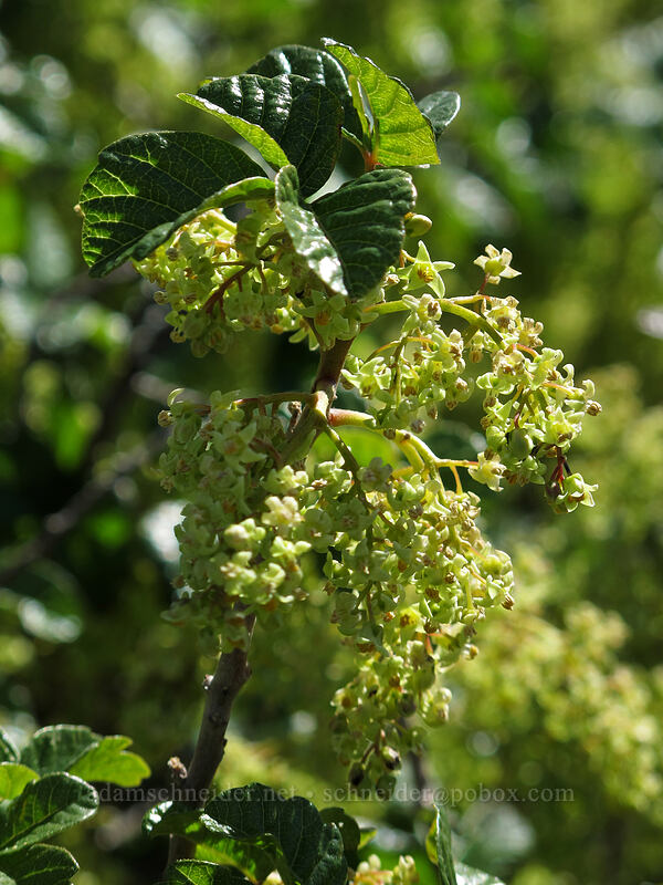 Pacific poison-oak (Toxicodendron diversilobum (Rhus diversiloba)) [Rowena Plateau, Wasco County, Oregon]