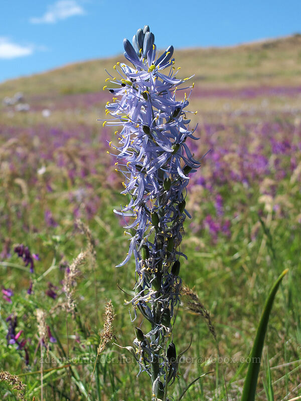 camas with very dense flower clusters (Camassia quamash) [Dell Road, Wasco County, Oregon]