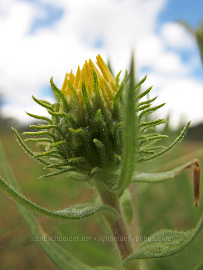 Willamette Valley gumweed (Grindelia integrifolia) [Baskett Slough NWR, Polk County, Oregon]