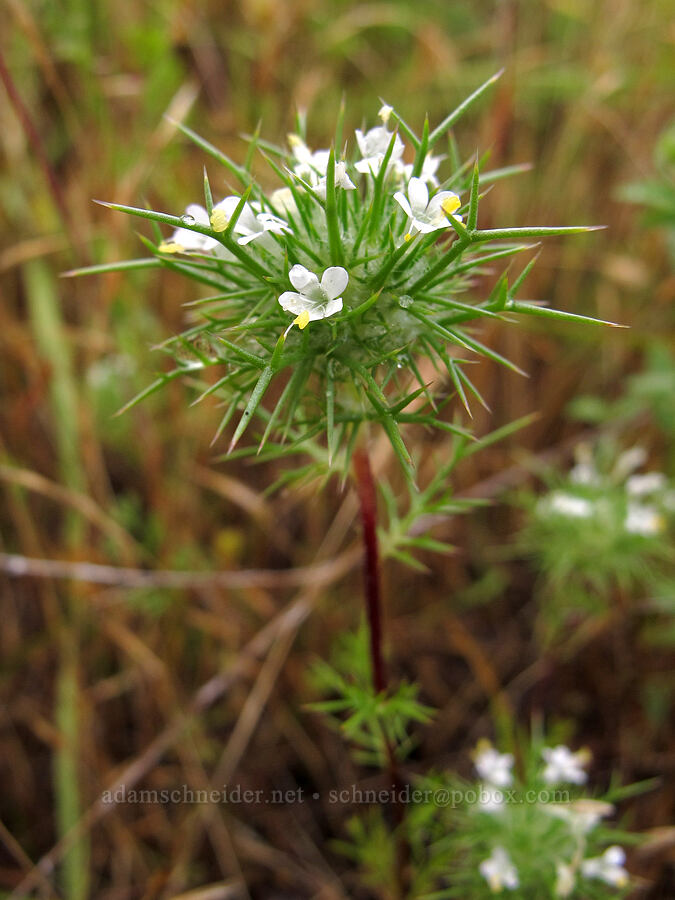needle-leaf navarretia (Navarretia intertexta) [Baskett Slough NWR, Polk County, Oregon]